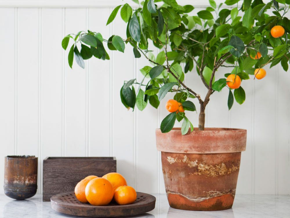 Citrus Tree Cny Kitchen Decoration