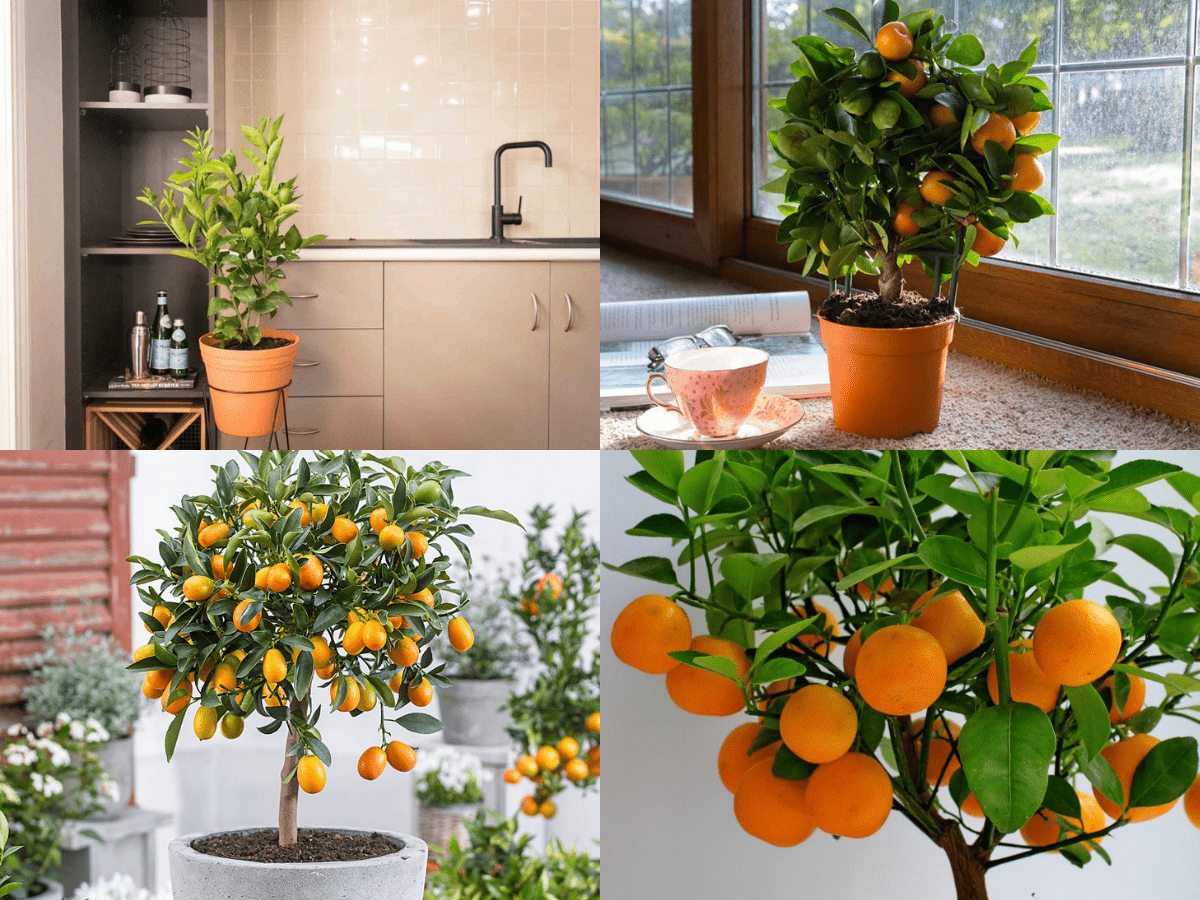 Tangerine Kumquat Tree Kitchen