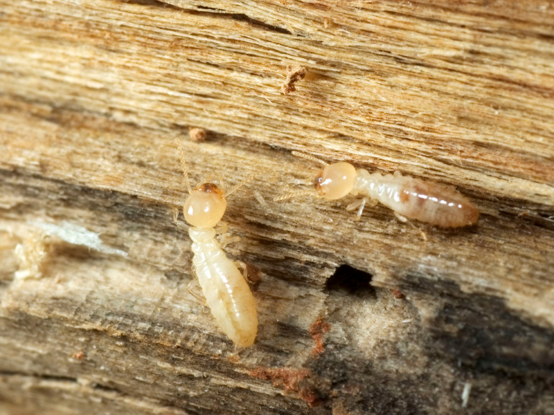 Termite Infestation